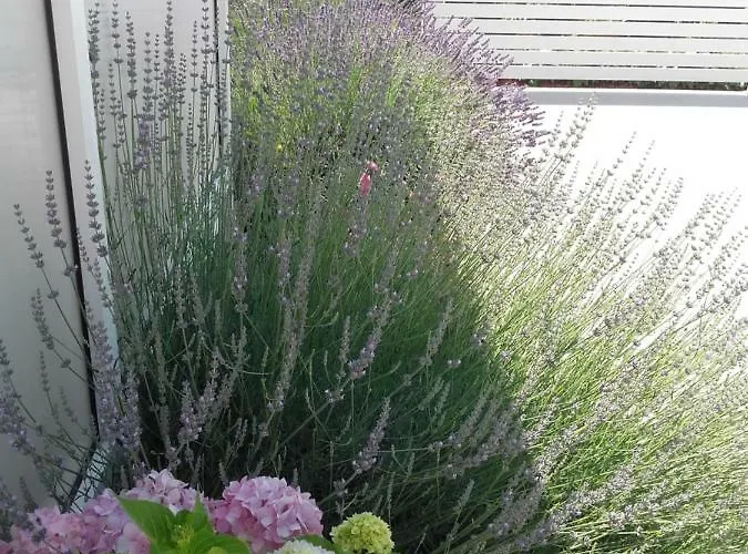 아파트 House Kalepin 비빈제