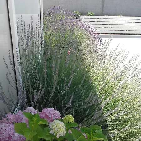 Apartament House Kalepin Bibinje